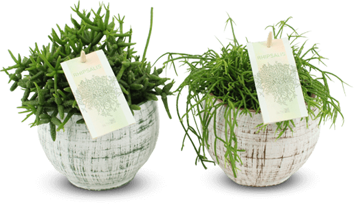 Rhipsalis